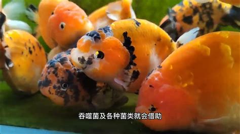 金魚頭瘤破洞|金鱼头瘤破了是什么原因，还能长吗